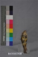 火冠戴菊鳥藏品圖，第13張